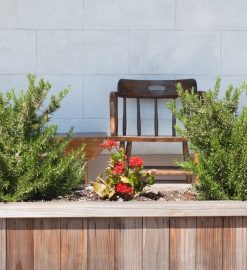 Drzewka na balkony — jak wybrać i pielęgnować miniaturowe drzewa w małej przestrzeni