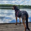 Wakacje z psem to za mało. Sun & Snow ruszył z Psią Akademią dla opiekunów i przyjaciół czworonogów
